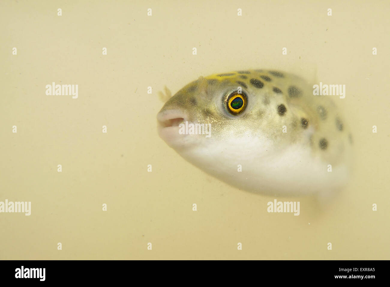 Portrait of a Green Spotted Puffer Fish Stock Photo