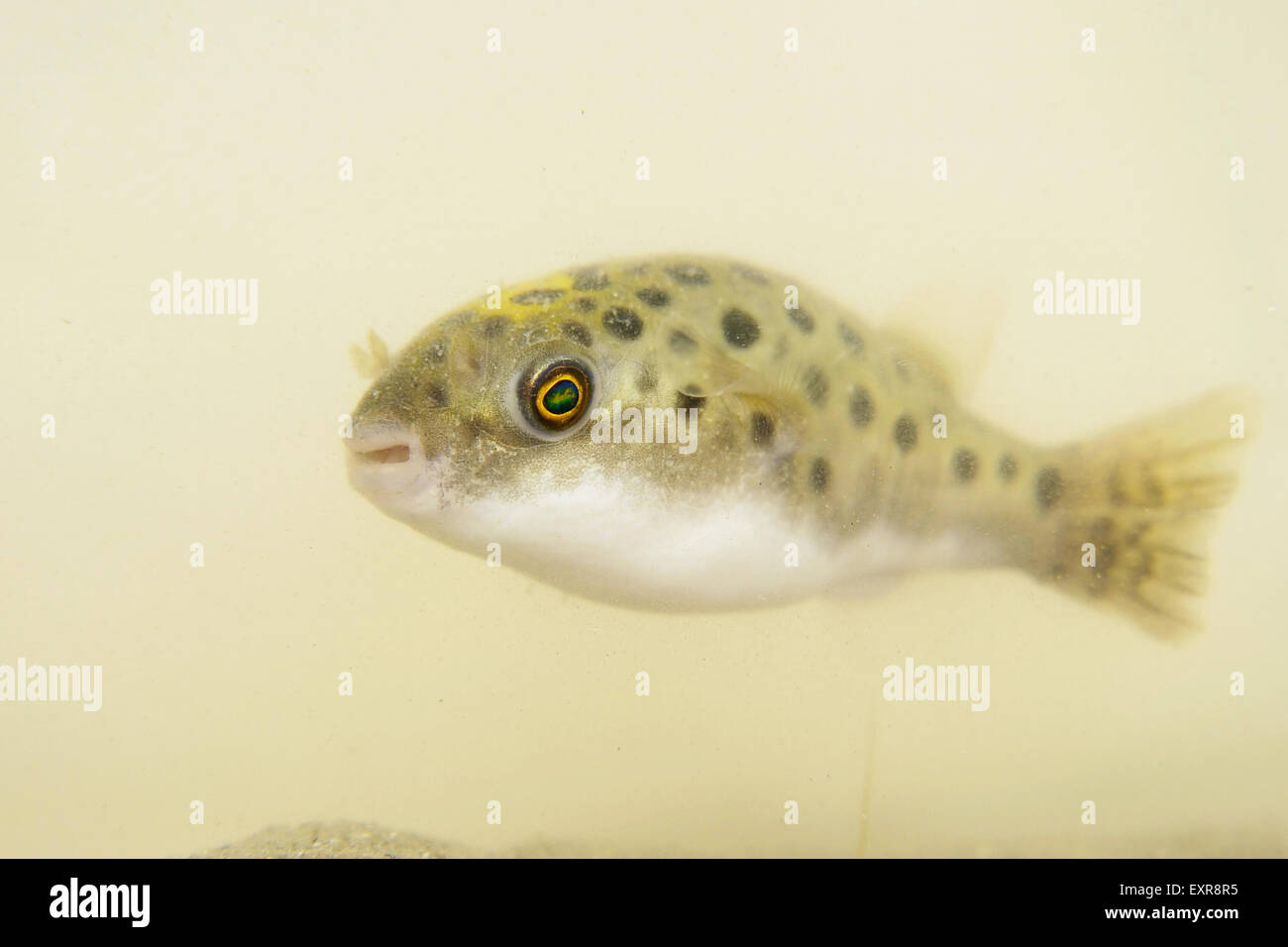 Portrait of a Green Spotted Puffer Fish Stock Photo