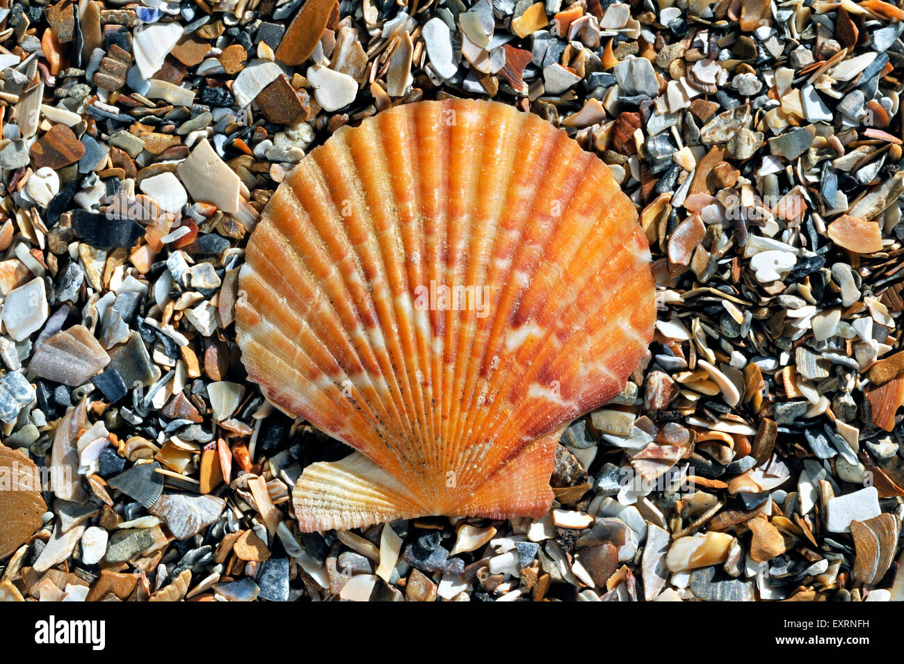 Queen scallop hires stock photography and images Alamy