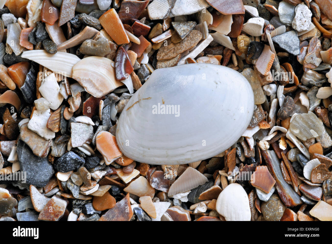 White furrow shell (Abra alba) washed on beach Stock Photo