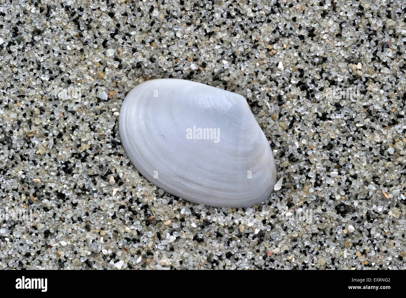 White furrow shell (Abra alba) washed on beach Stock Photo