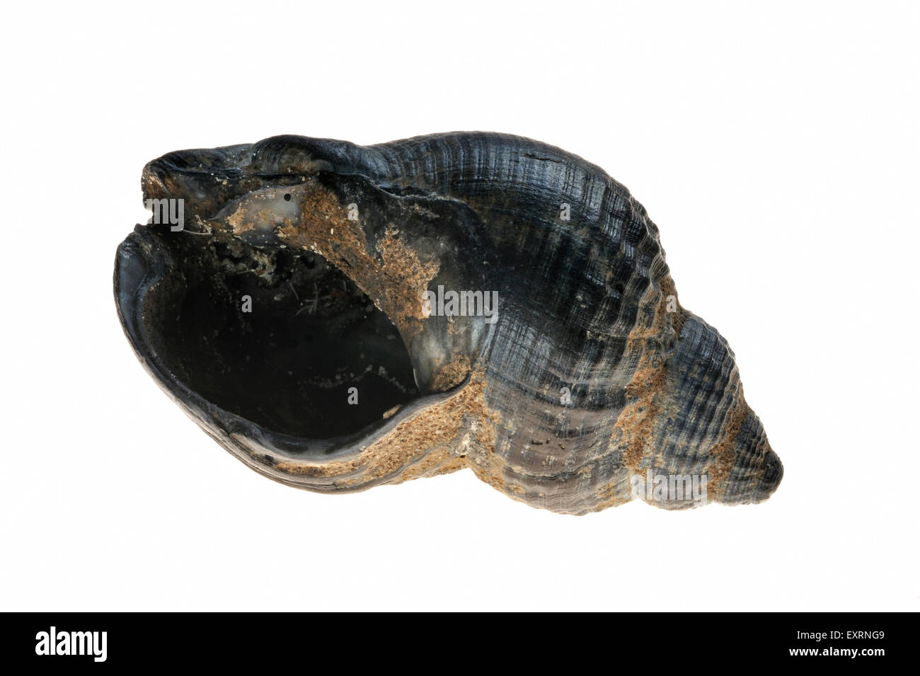 Common whelk (Buccinum undatum) shell on white background Stock Photo