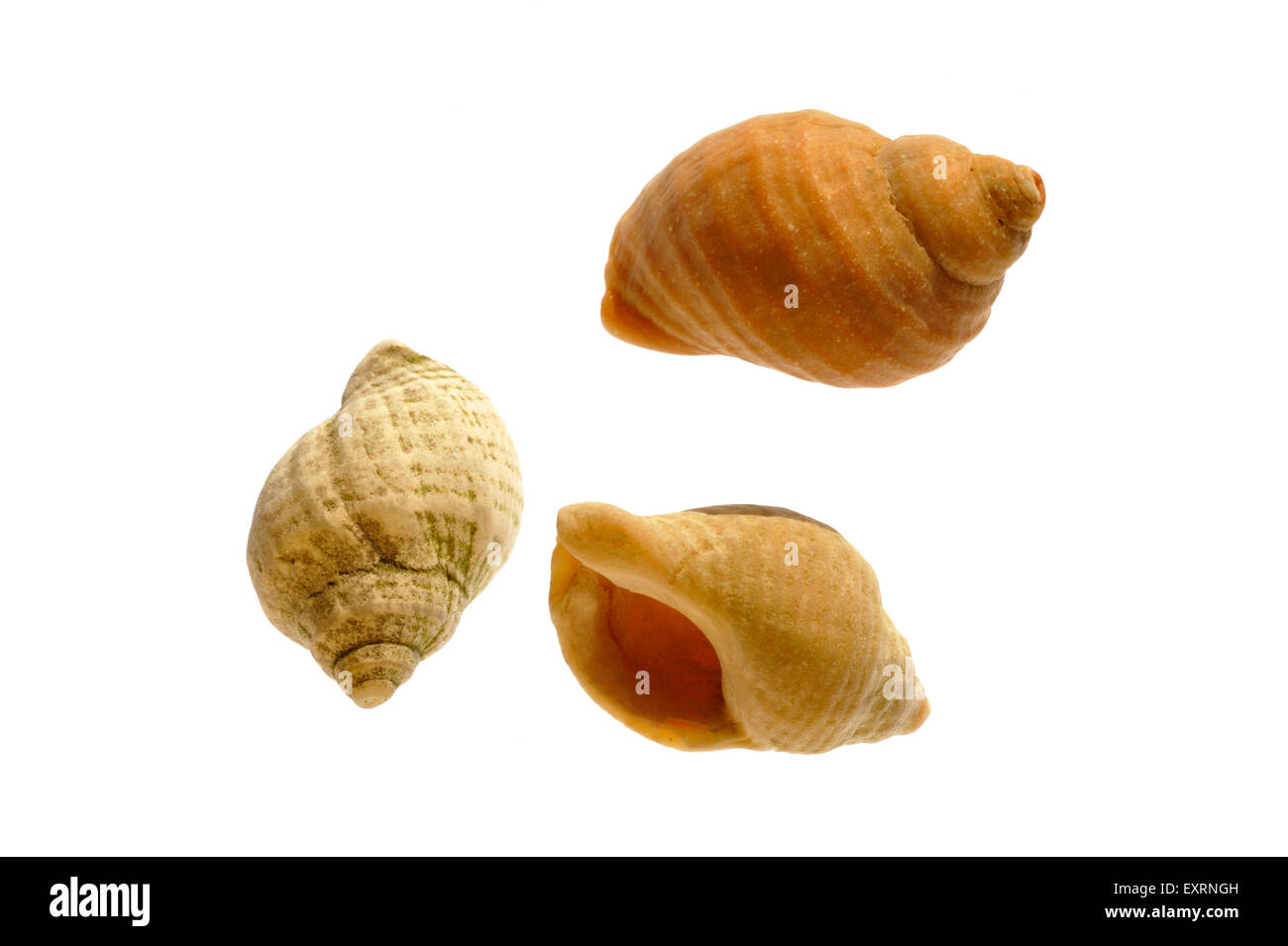 Common whelk (Buccinum undatum) shells on white background Stock Photo