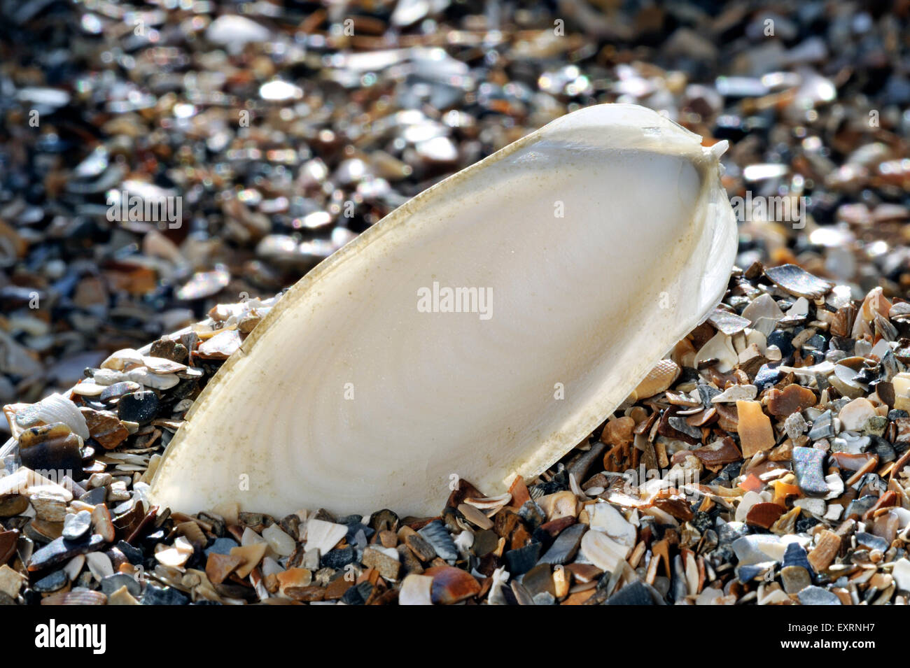 Cuttlebone / cuttlefish bone, internal shell from European common cuttlefish (Sepia officinalis) washed on beach Stock Photo