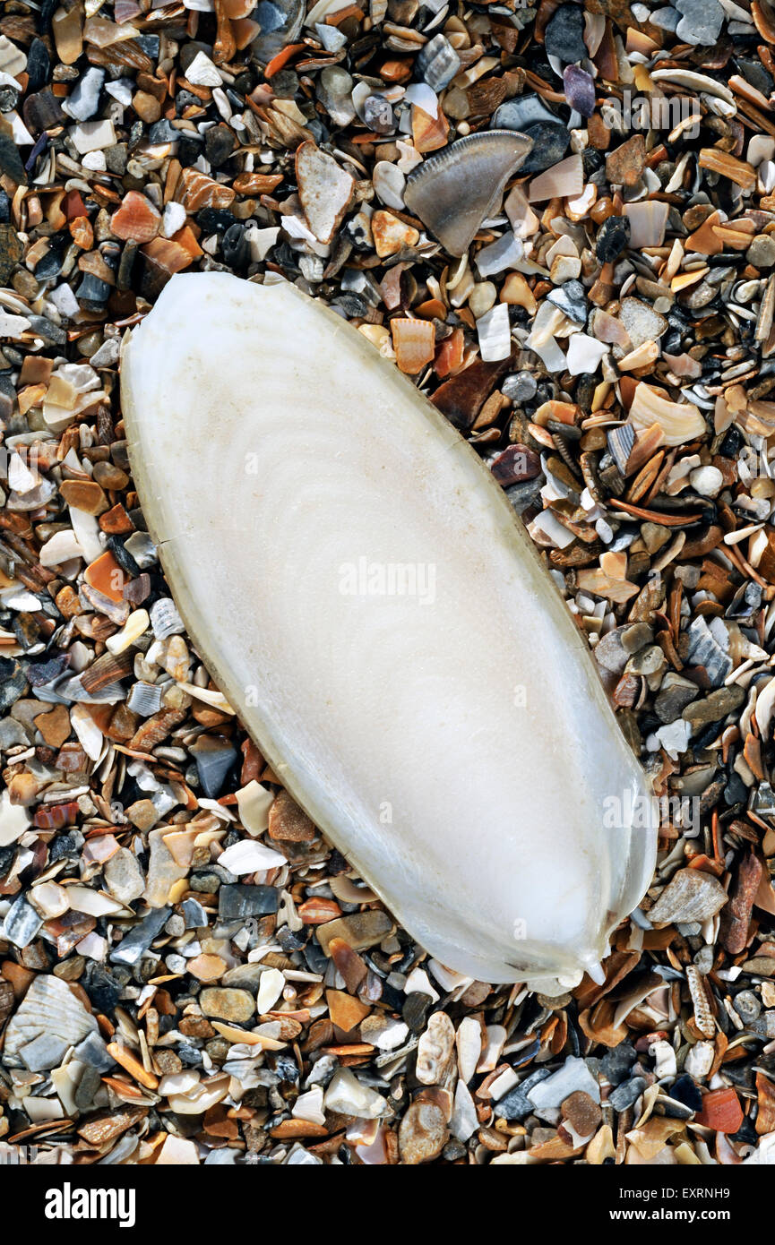 Cuttlebone / cuttlefish bone, internal shell from European common cuttlefish (Sepia officinalis) washed on beach Stock Photo