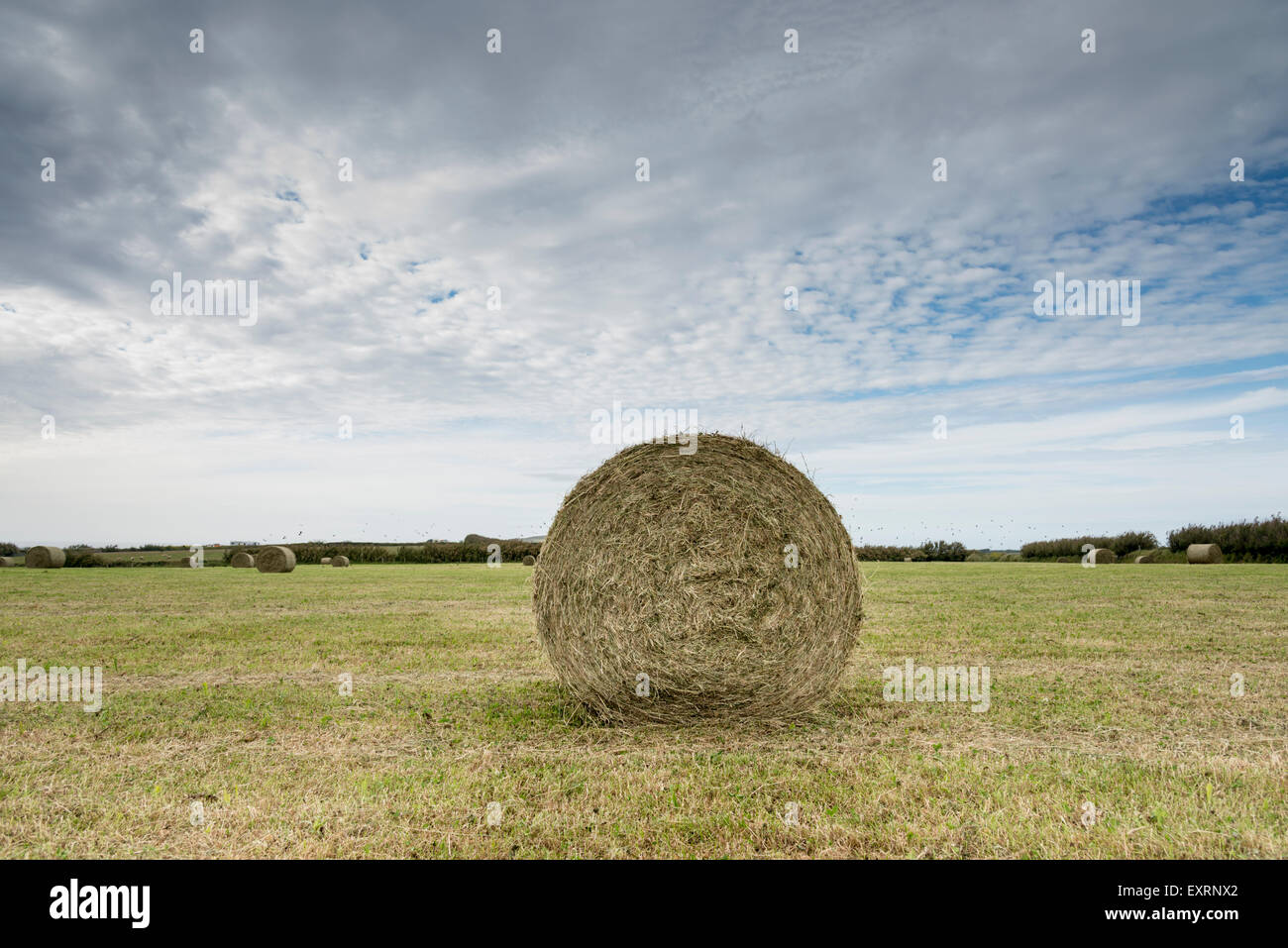 A large round hay bale in a field on a farm in the UK Stock Photo