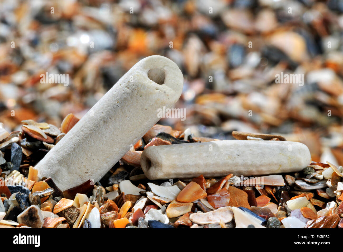 Fossil fragments of sea lilies (Crinozoa sp.) on beach Stock Photo