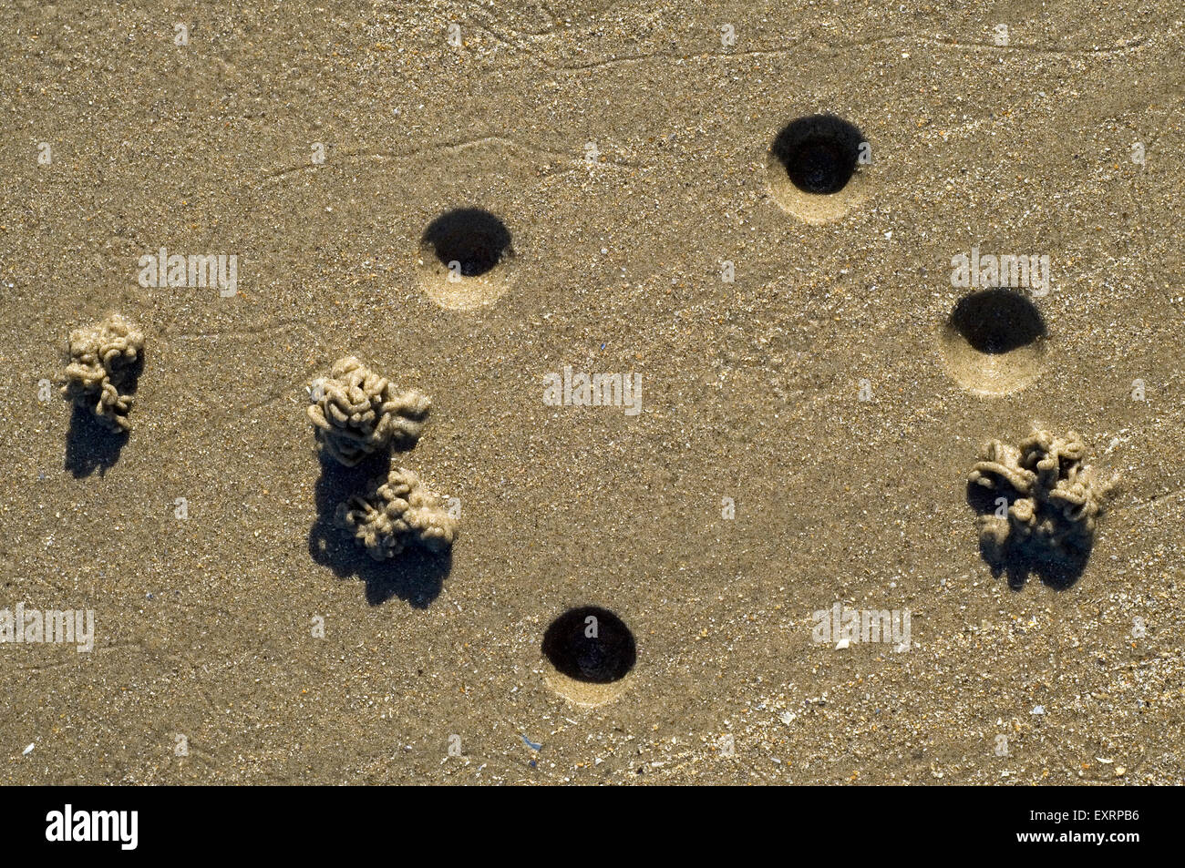 European lug worm / lugworm / sandworm (Arenicola marina) burrows showing head end (blow hole) and casts of defaecated sediment Stock Photo