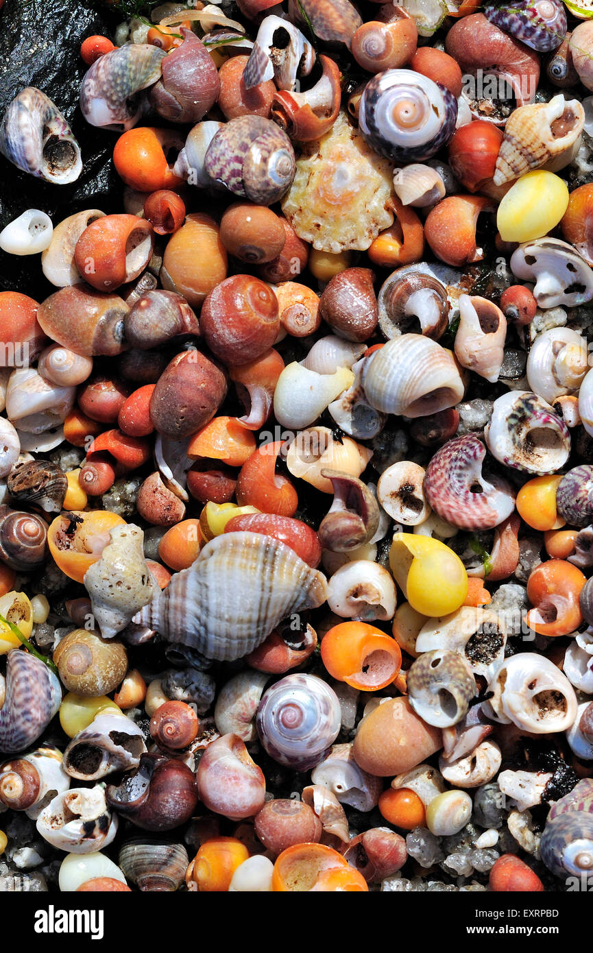 Pile of colourful sea snail shells washed on beach along the North Sea
