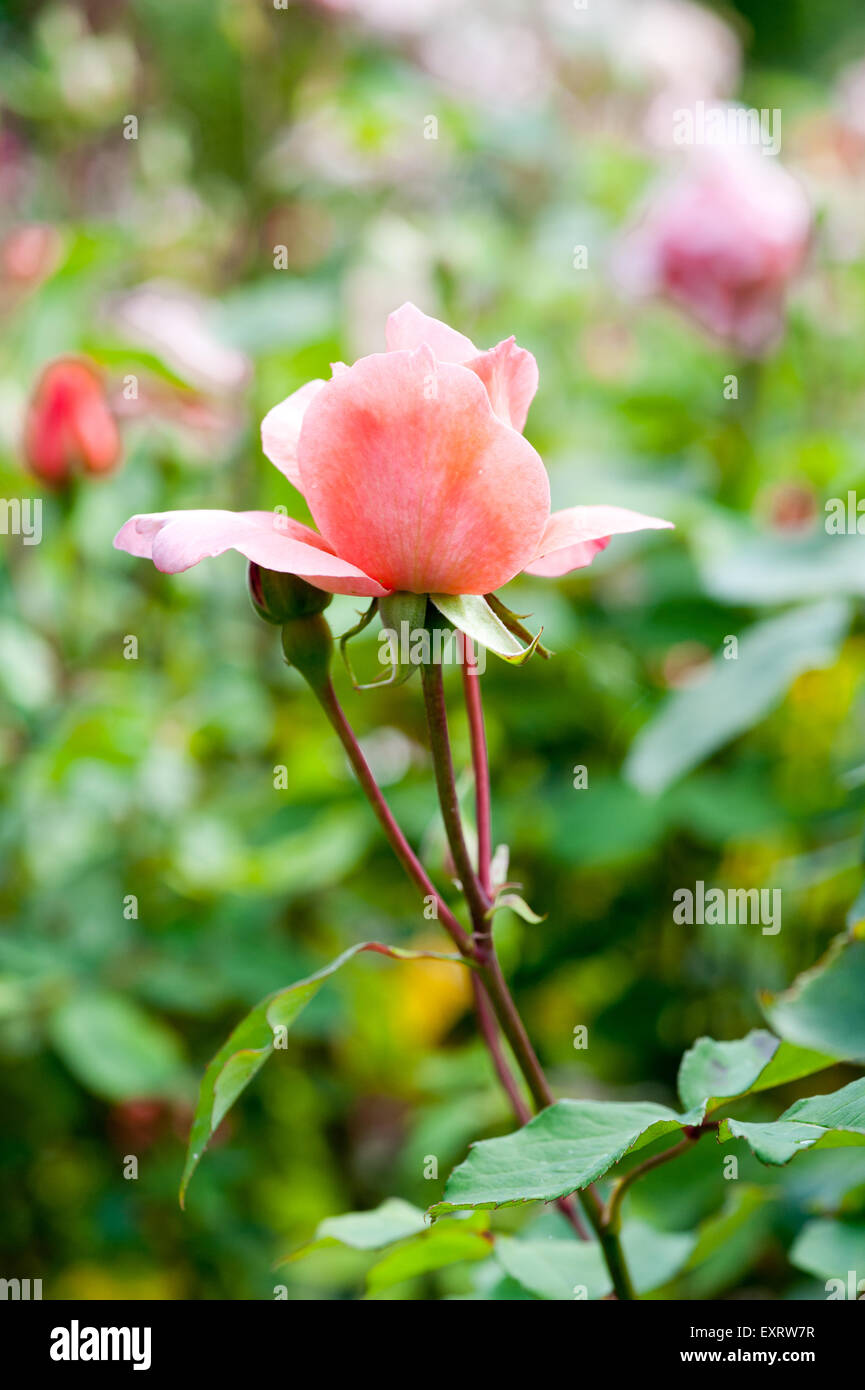 Beautiful pink roses in the garden Stock Photo