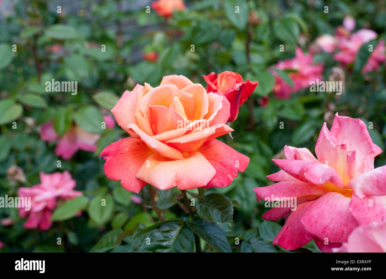 Beautiful pink roses in the garden Stock Photo - Alamy