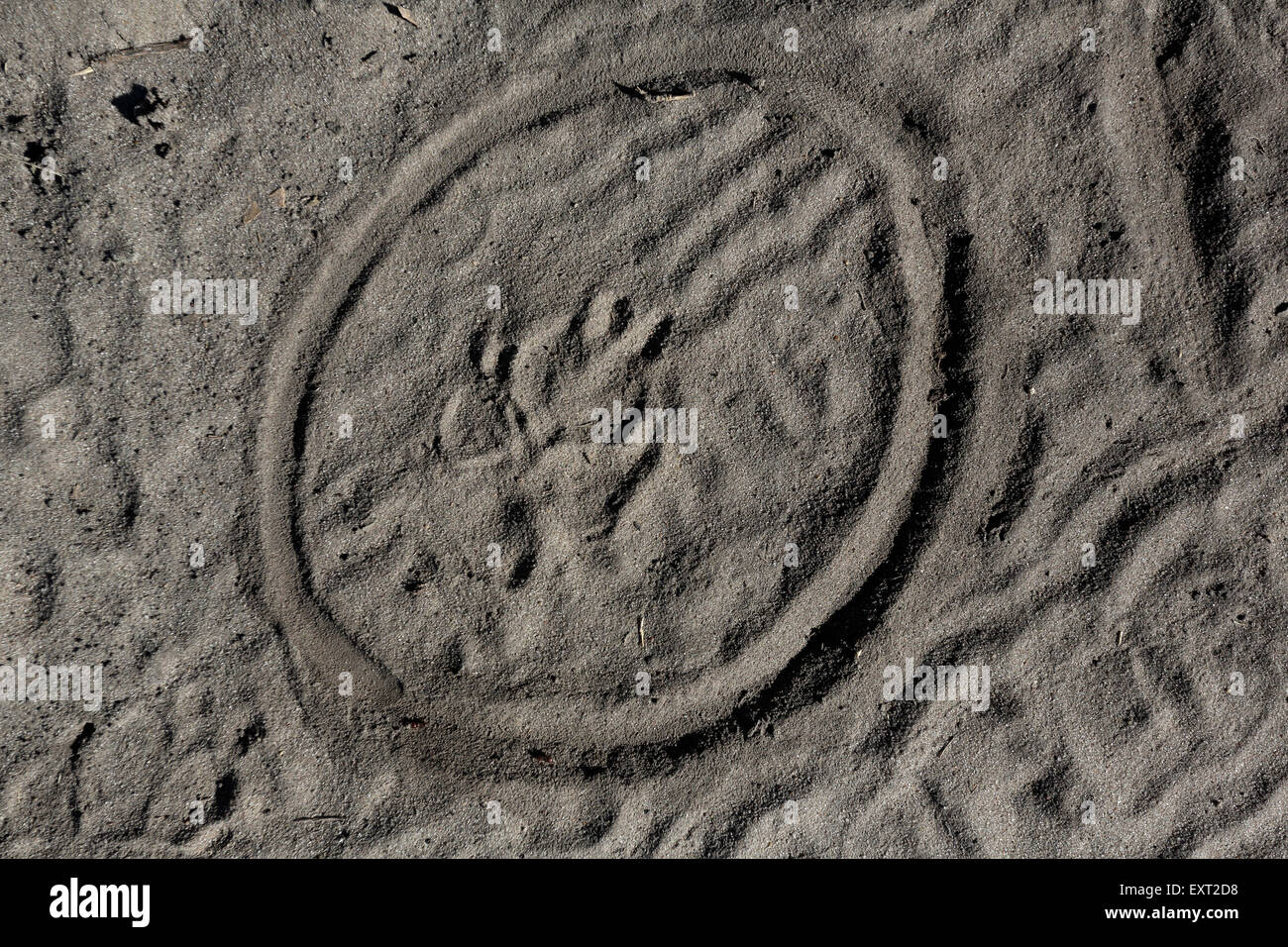 Footprint of a Wild dog, South Luangwa  National Park, Zambia, Sambia Stock Photo