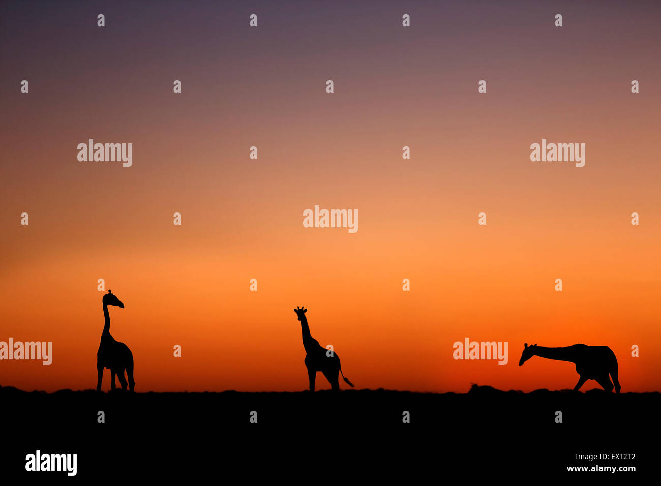 Giraffes at sunset in Nxai Pan Nationalpark, Botsuana, Silhouetts, sunset, Botswana Stock Photo