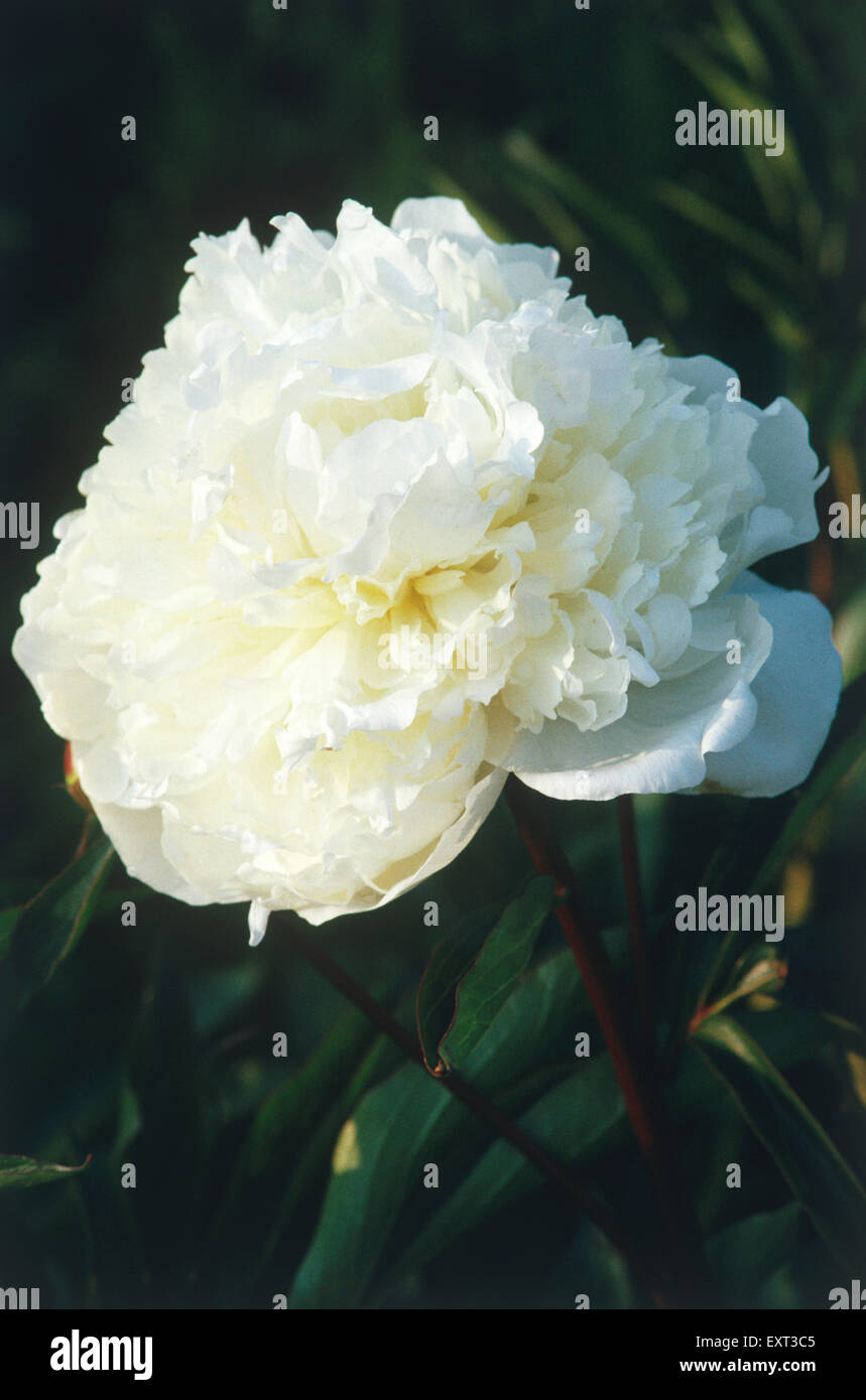 Duchesse De Nemours High Resolution Stock Photography And Images Alamy Duchesse De Nemours High Resolution Stock Photography And Images Alamy