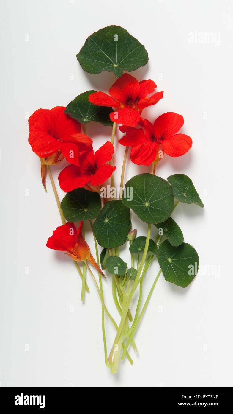 Tropaeolum majus (Nasturtium) stems with leaves and bright red flowers Stock Photo