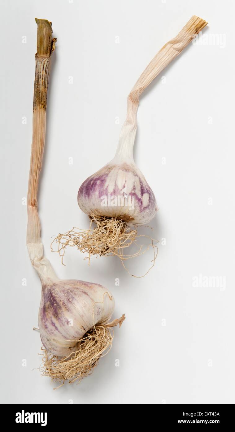 Two organic garlic bulbs on white background Stock Photo
