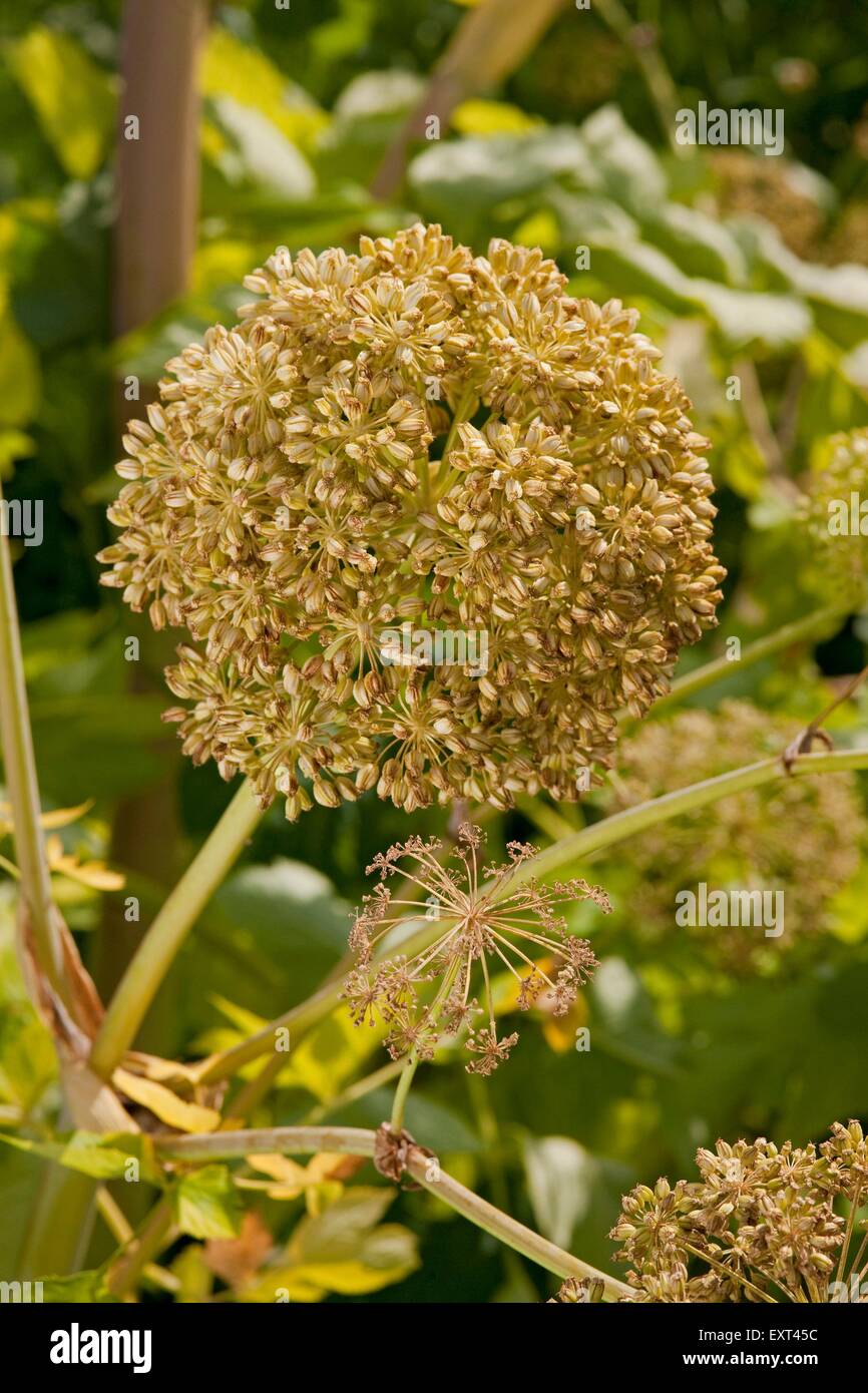 Angelica archangelica (Garden angelica) flower head, close-up Stock Photo