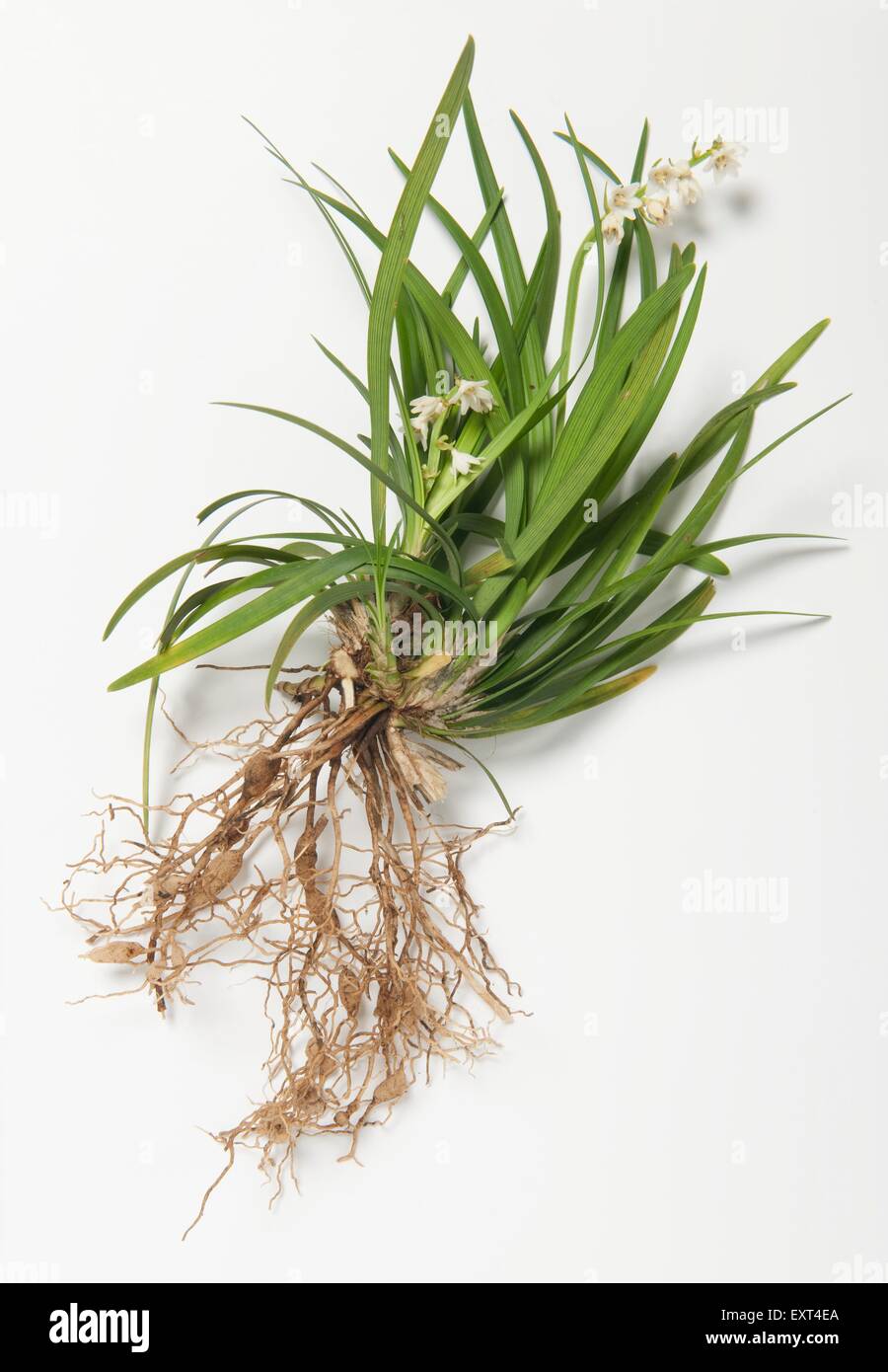 Ophiopogon japonicus (Mondo grass) plant with leaves, flowers and roots Stock Photo