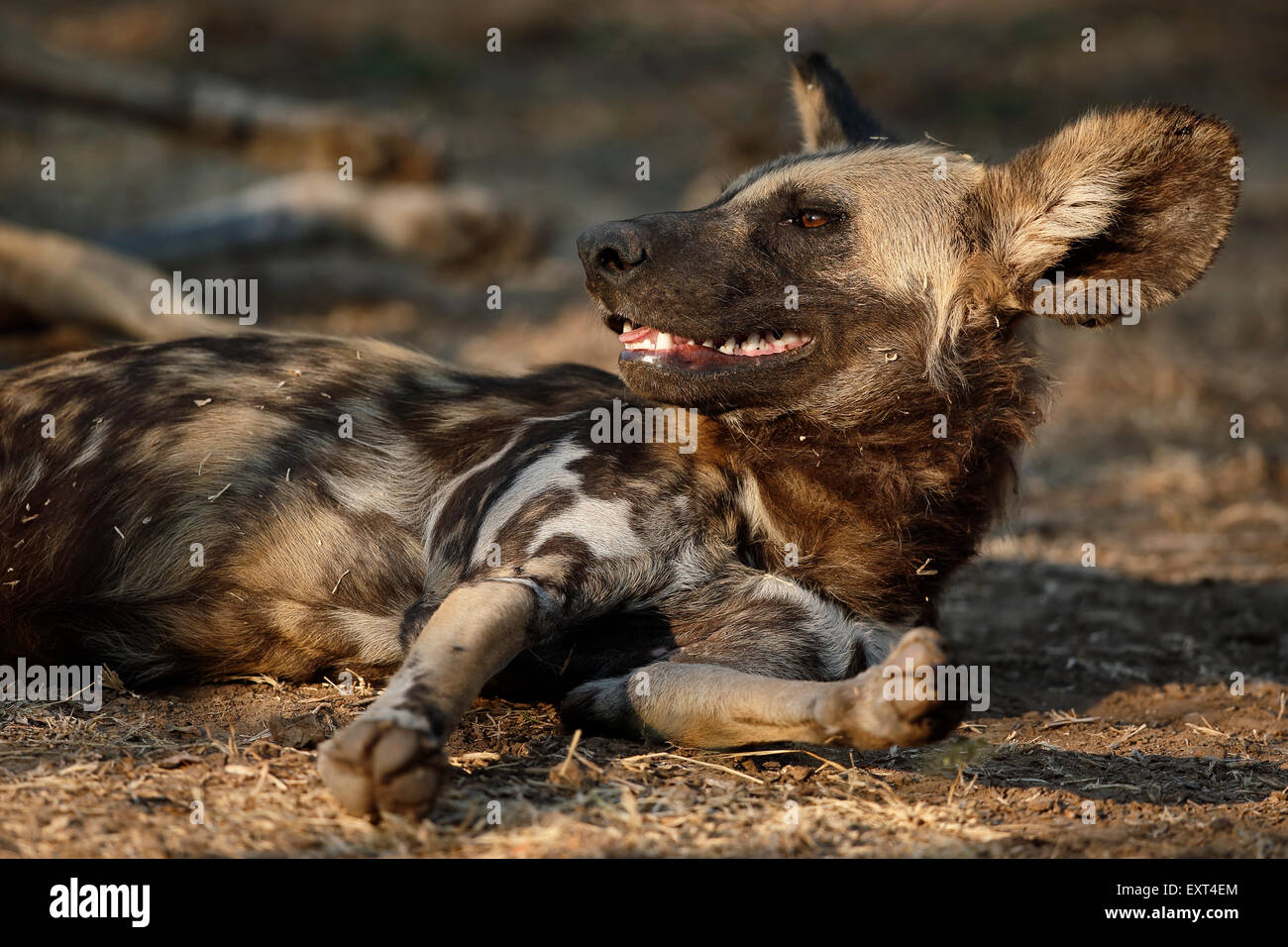 Wild dog, South Luangwa  National Park, Zambia, Sambia Stock Photo