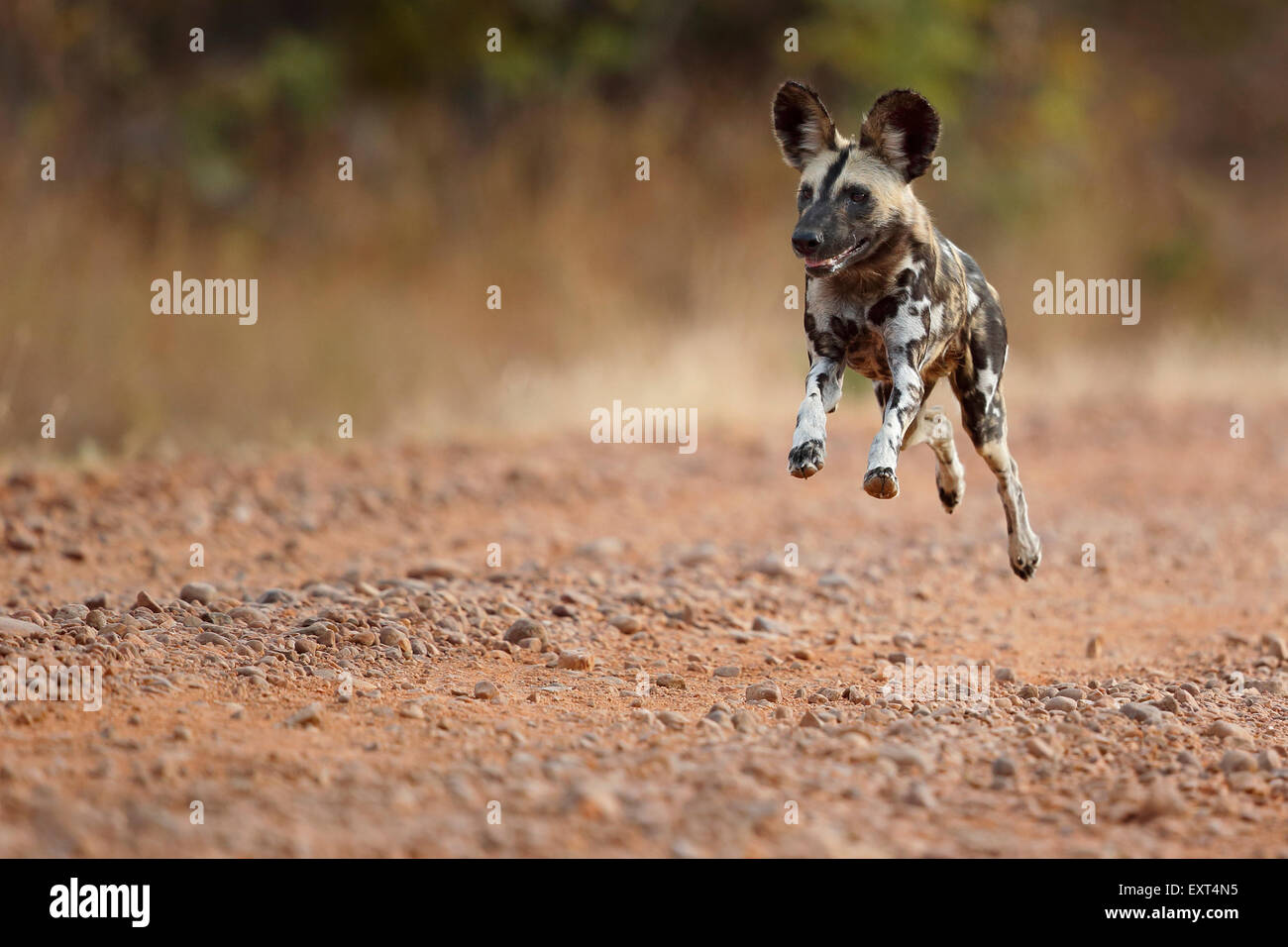 Wild dog, South Luangwa  National Park, Zambia, Sambia running, sprinting, flying Stock Photo