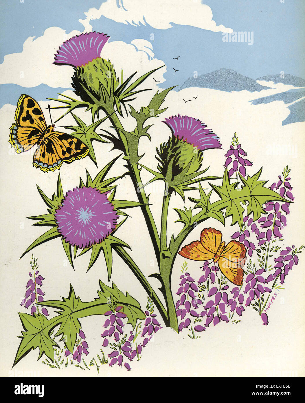 1930s UK Flowers Magazine Plate Stock Photo Alamy