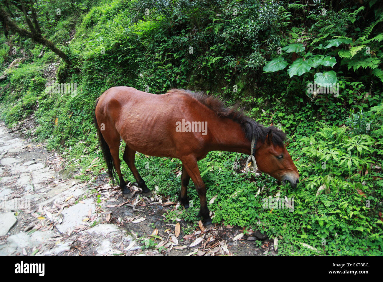 View of Horse eating grass hi-res stock photography and images - Alamy