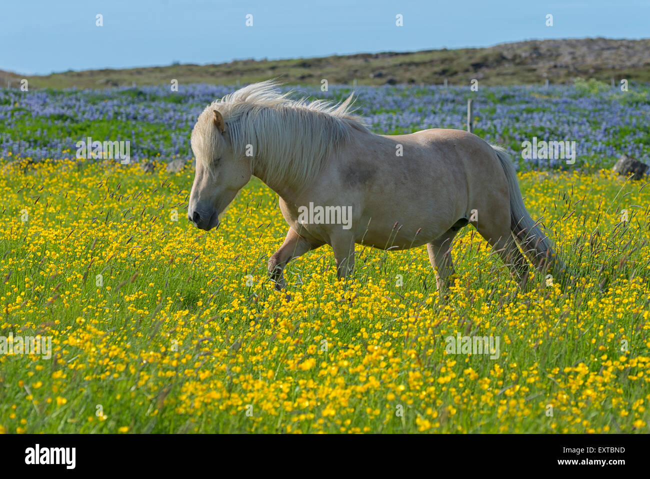 Icelandic Horse near Reykjavik, Iceland Stock Photo Alamy