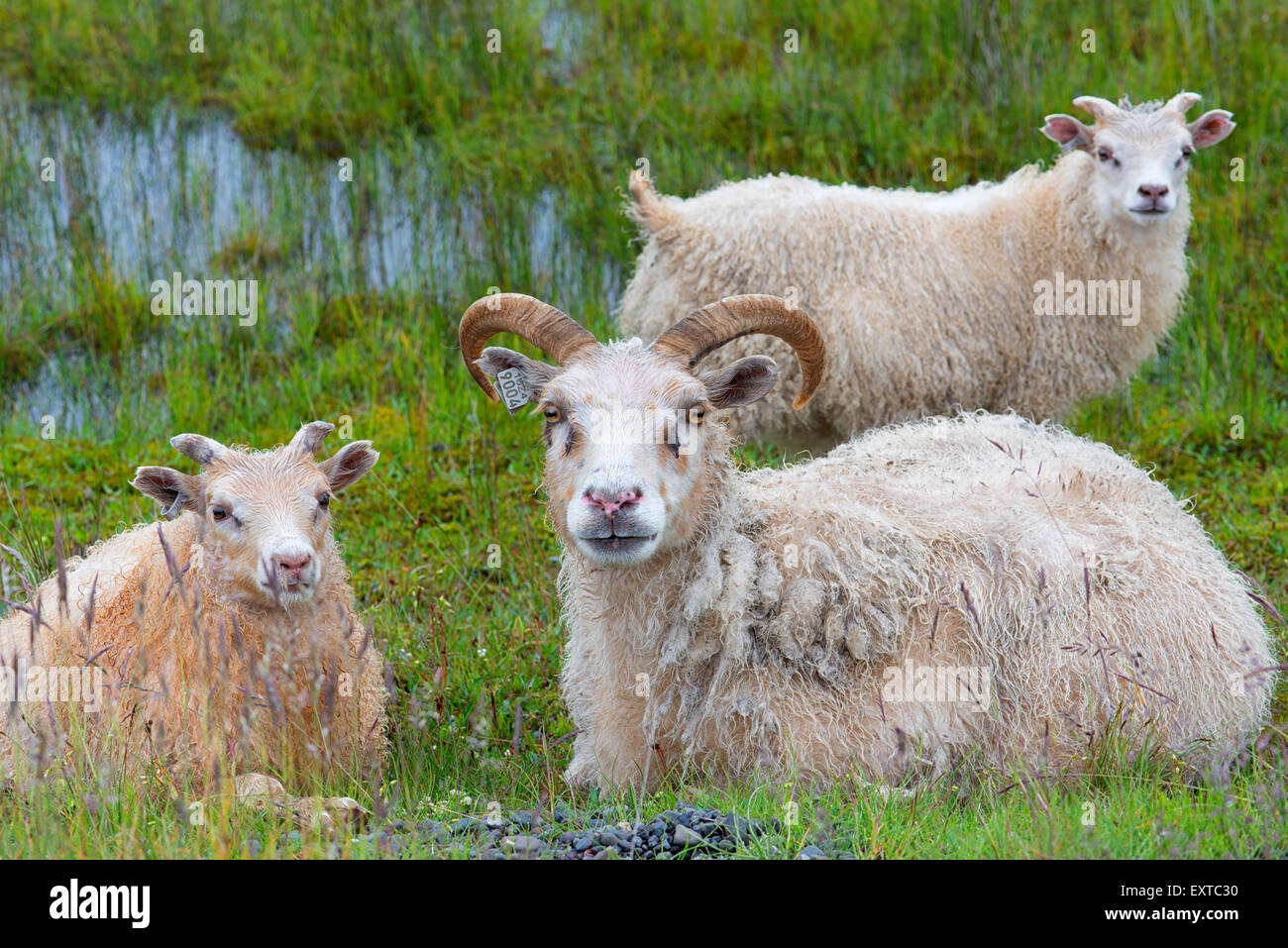 Icelandic wool products hires stock photography and images Alamy