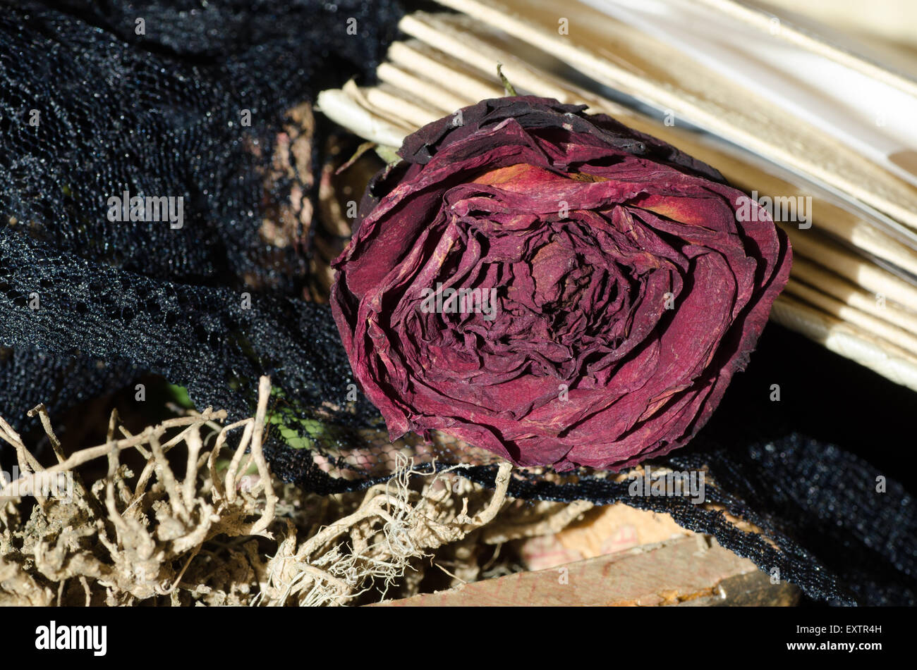 retro still life with dried rose Stock Photo - Alamy