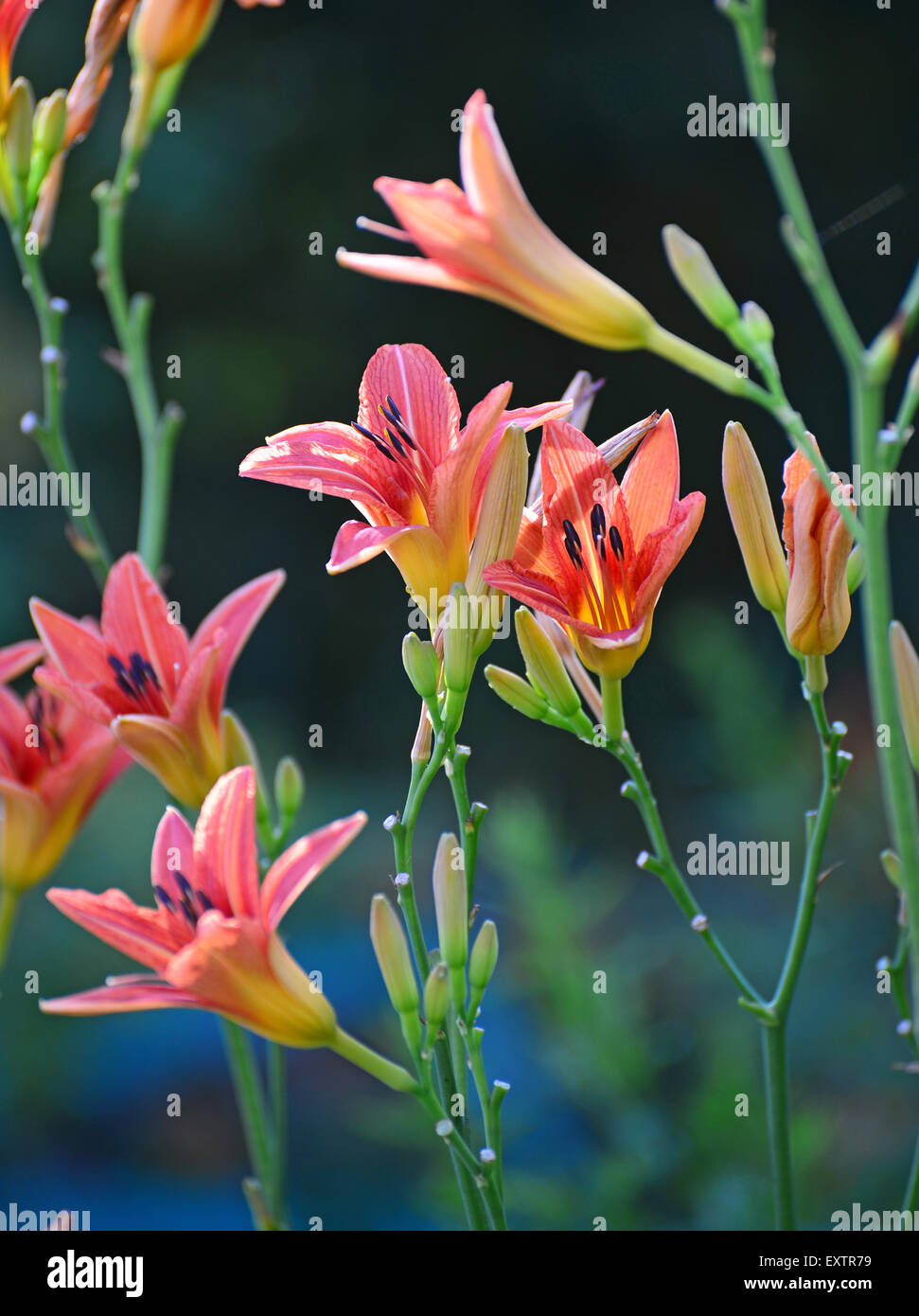 A Beautiful pink lilies in the garden Stock Photo Alamy