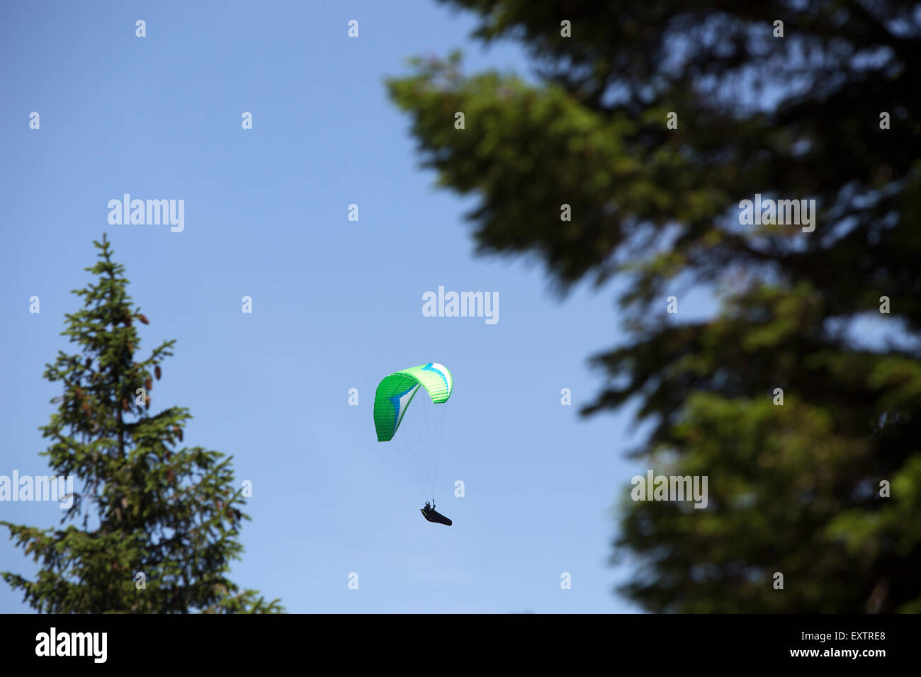 Green paraglider flying between trees Stock Photo