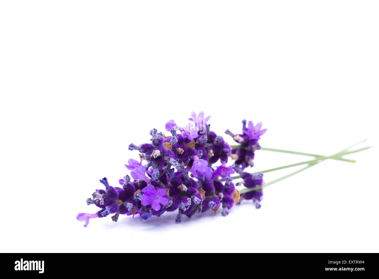 Lavender isolated on white background Stock Photo