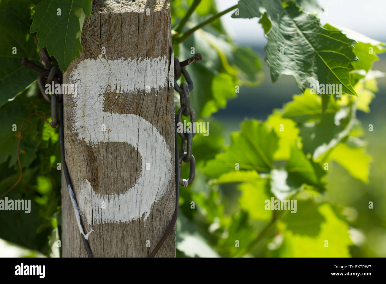 Vineyard - detail row number five Stock Photo