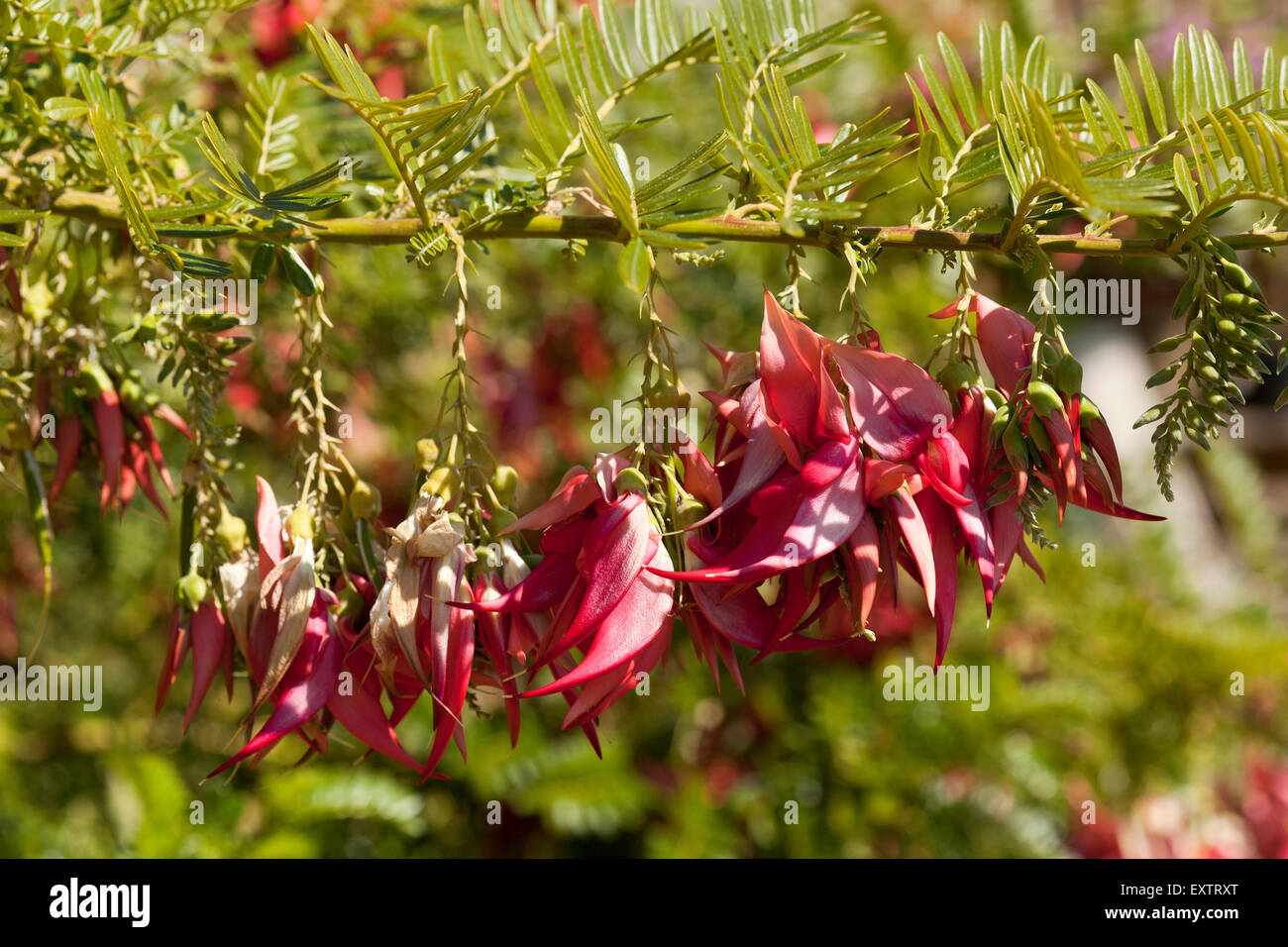 Hanging pink flowers hires stock photography and images Alamy