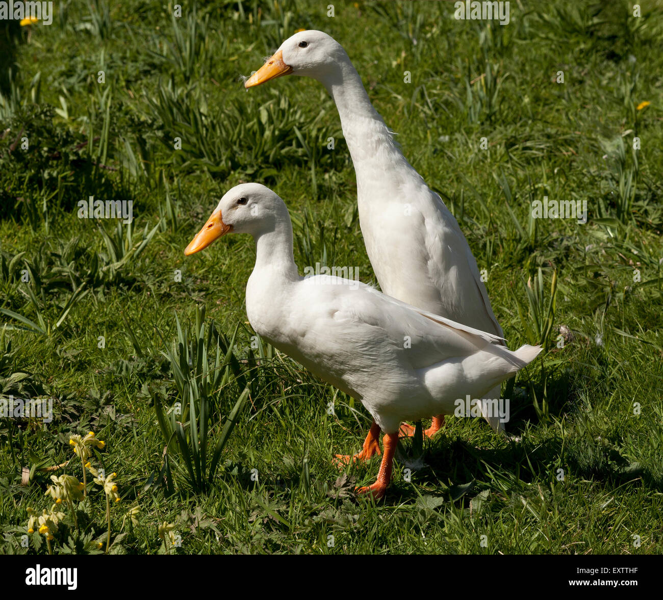 Two white Indian Runner ducks standing on grass with spring Cowslips Stock Photo