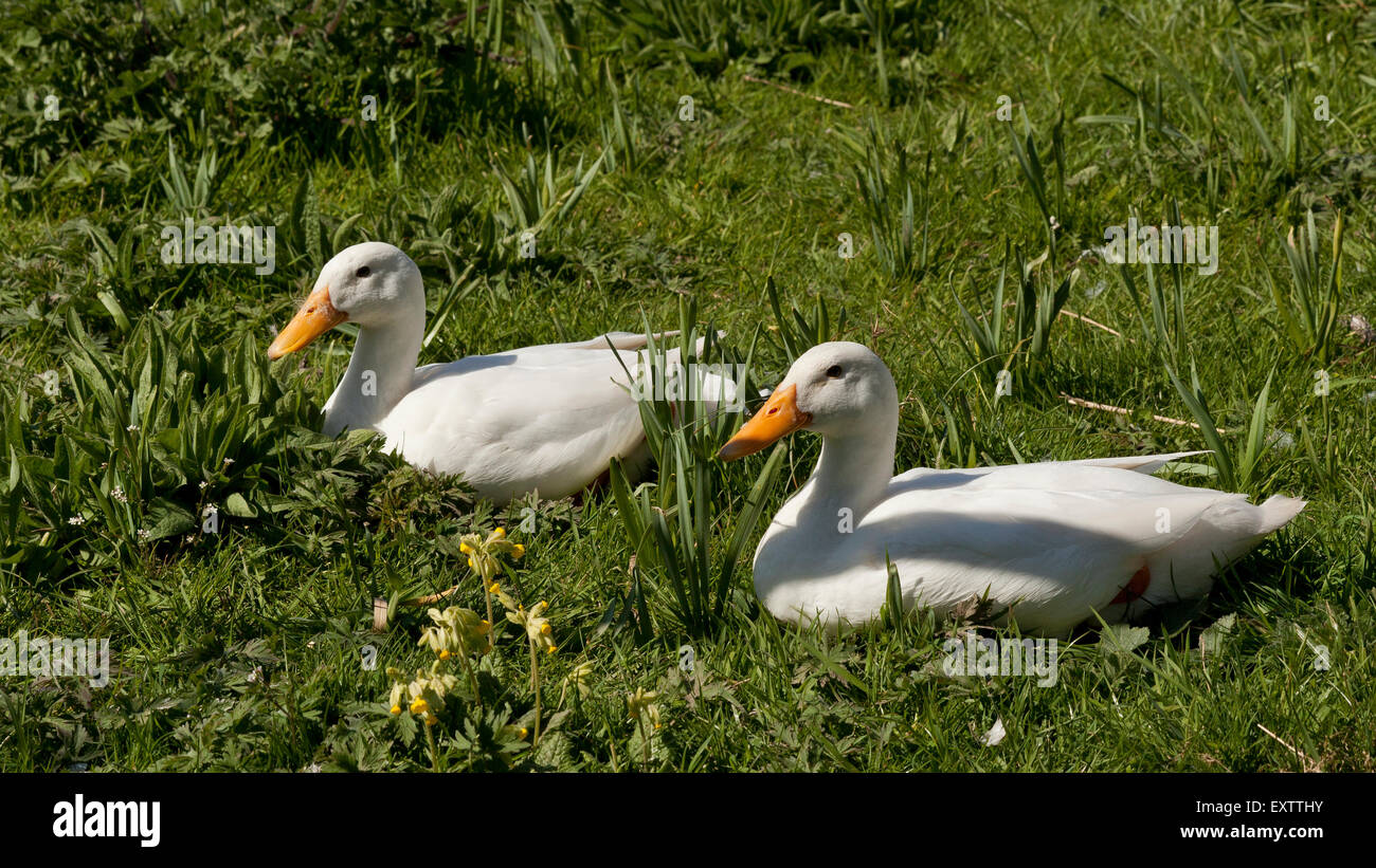 Two white Indian runner ducks sitting on grass Stock Photo
