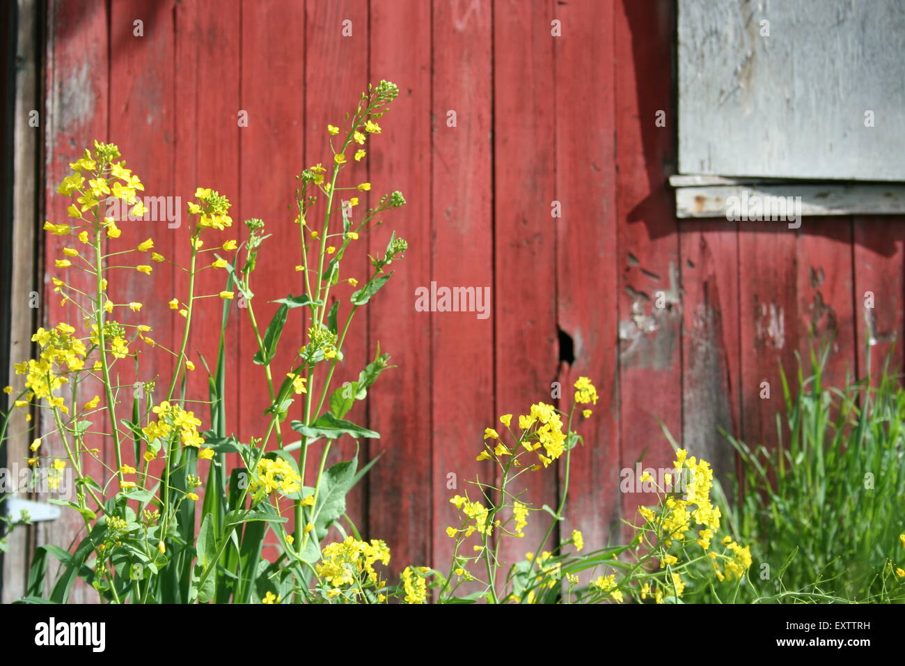Yellow mustard flowers growing by an old, red wooden barn, Sonoma