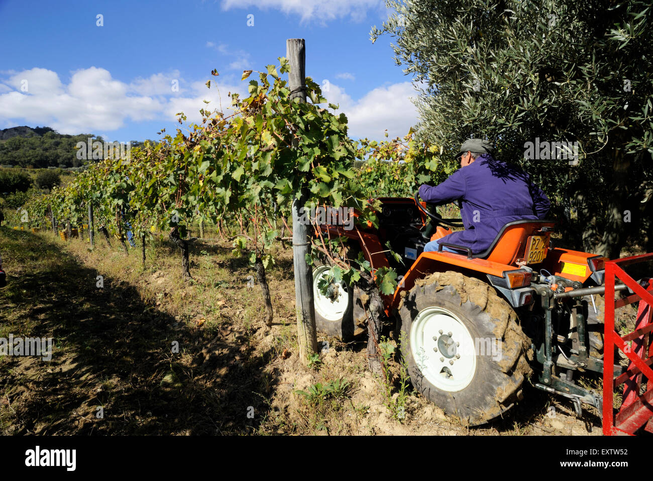 Italy, Basilicata, Roccanova, vineyards, grape harvest Stock Photo