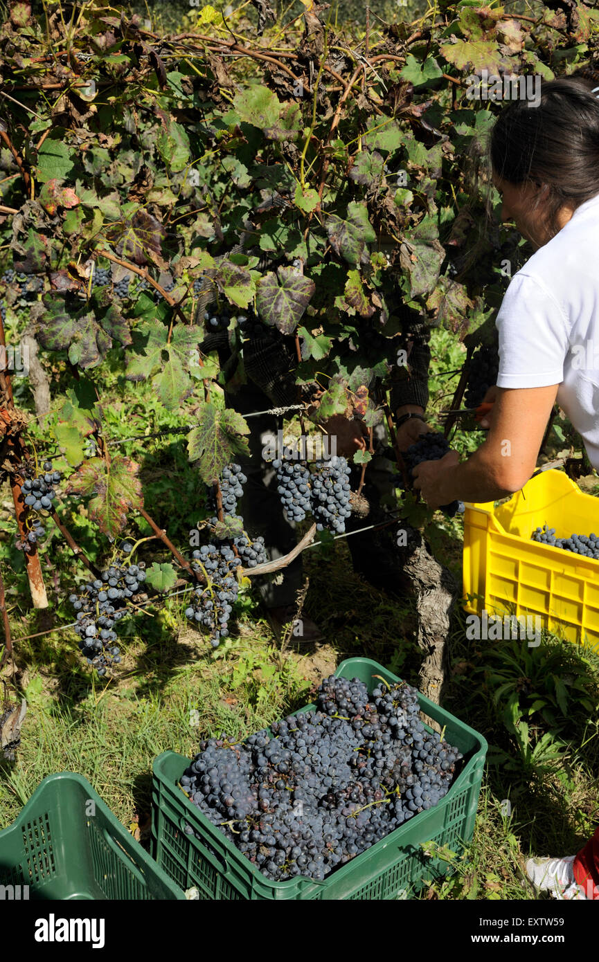 Italy, Basilicata, Roccanova, vineyards, grape harvest Stock Photo