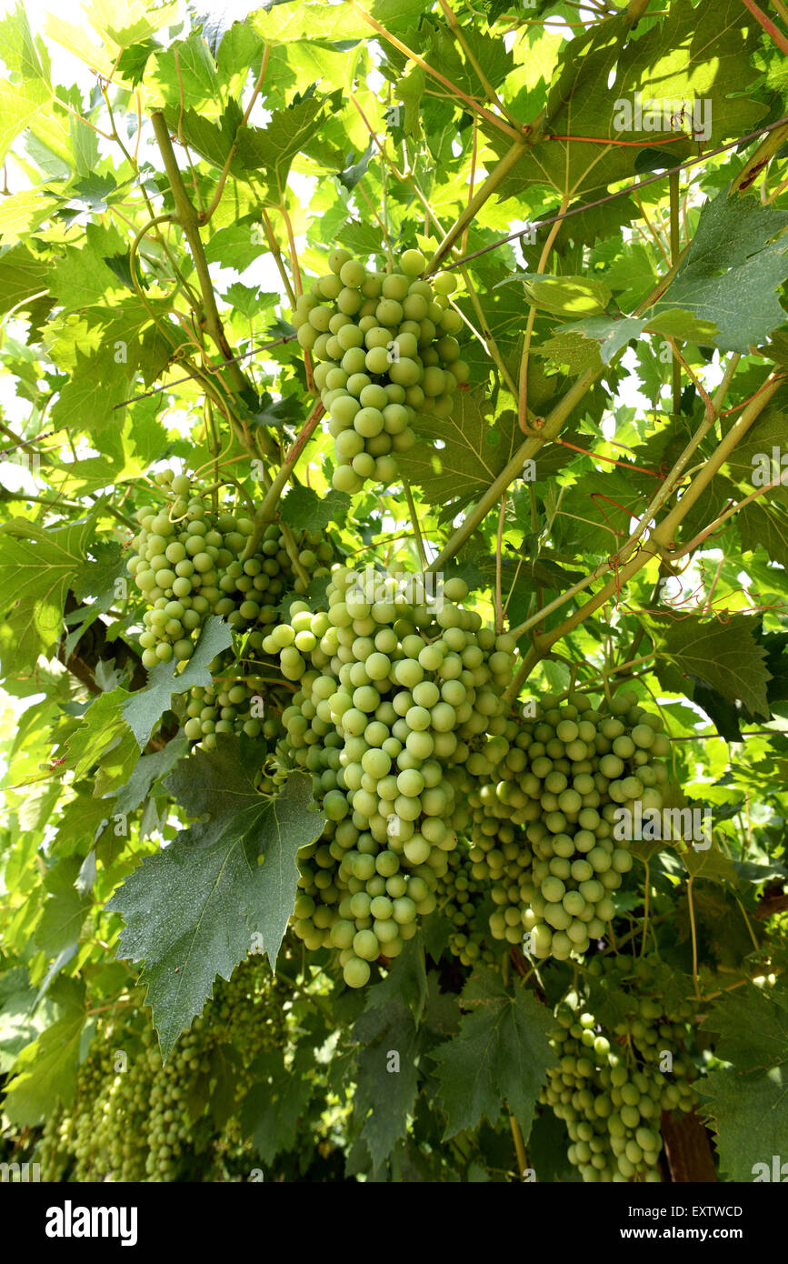 Harvest of bunches of ripening white grapes on the vine Stock Photo