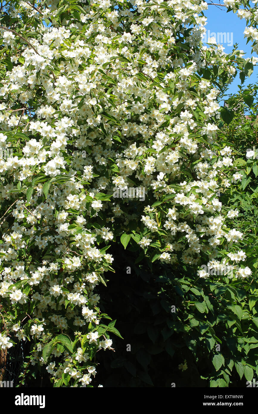 False Jasmine: Philadelphus, Philadelphus coronarium in full bloom Stock  Photo - Alamy