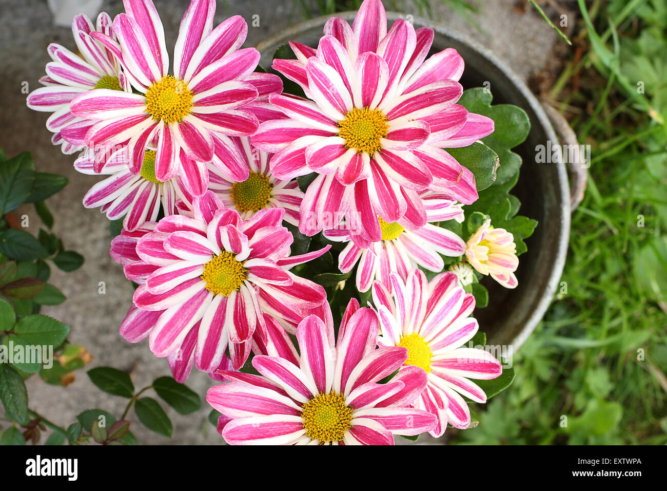 Red green striped white chrysanthemum flowers hires stock photography