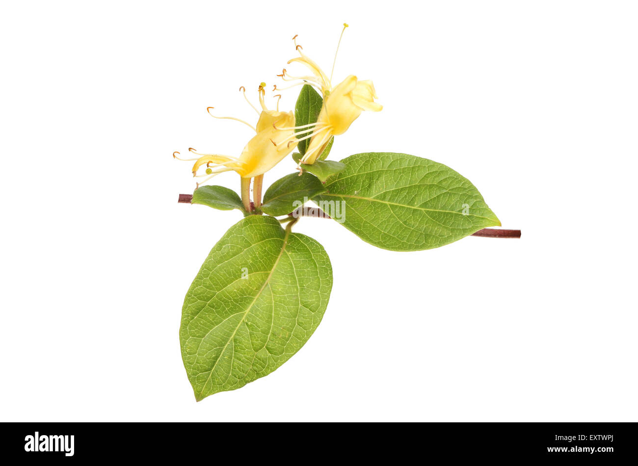 Honeysuckle, Lonicera, flower and leaves isolated against white Stock ...