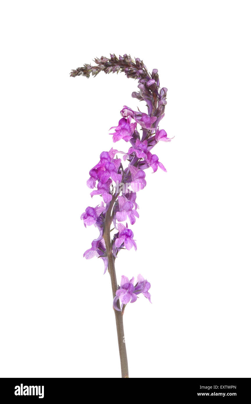 Purple toadflax, Linaria purpurea, flowers isolated against white Stock Photo