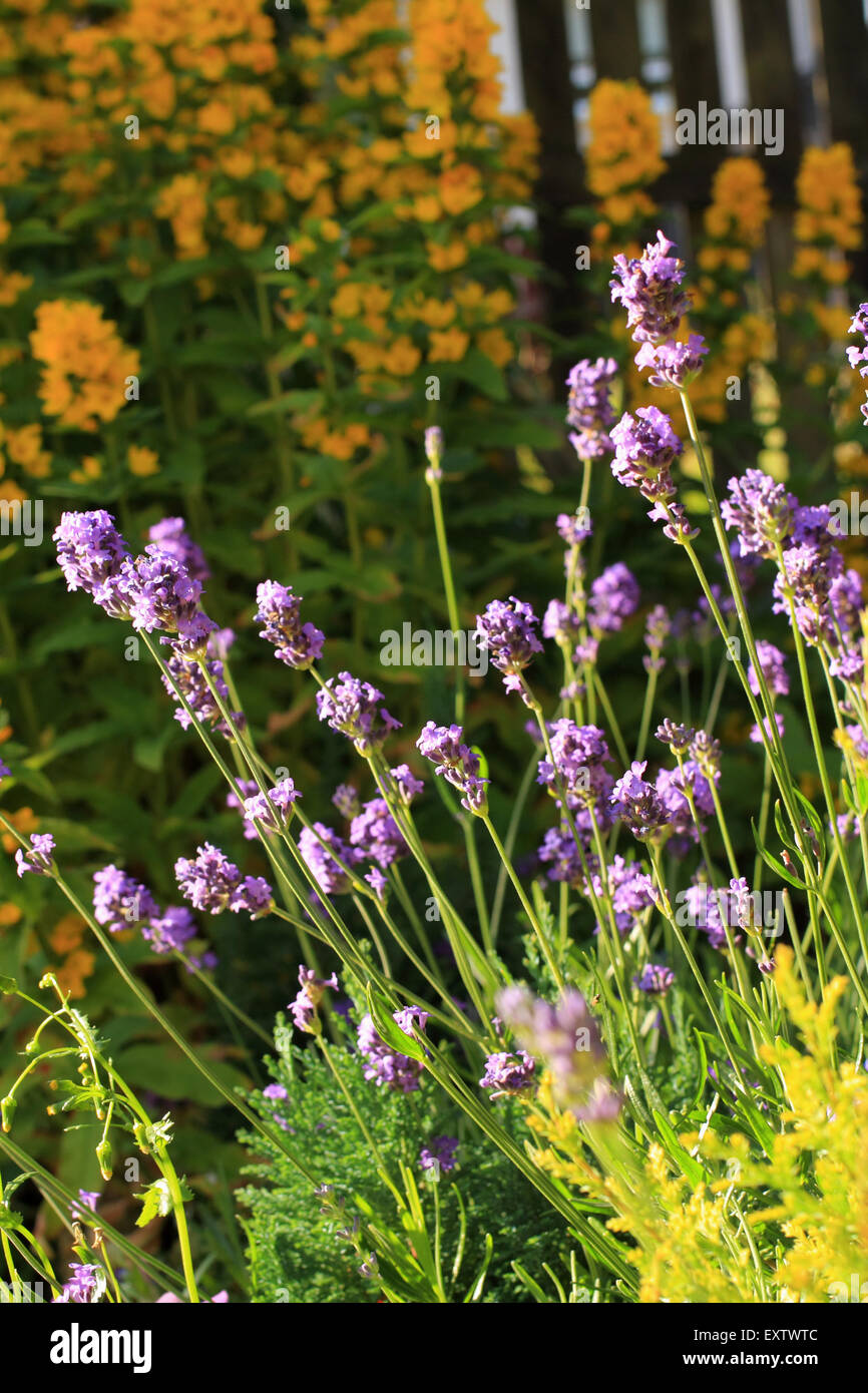 Summer lavender in the sunshine with yellow flowers in the background, garden flowers. Stock Photo