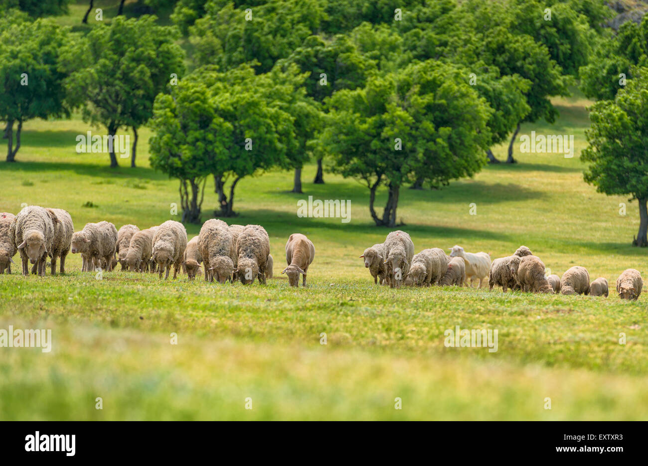 Flock of sheep on green grass Stock Photo - Alamy