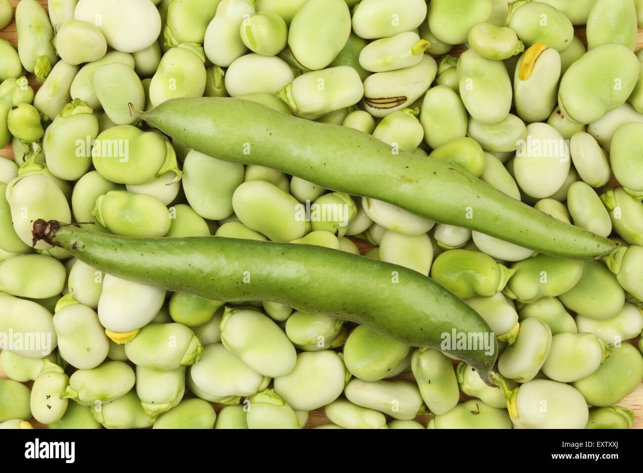 Broad beans and pods Stock Photo Alamy