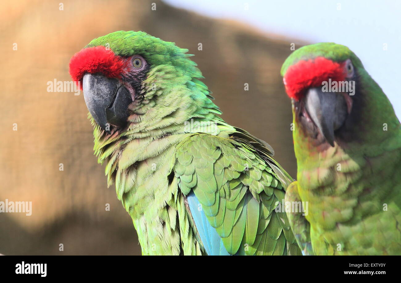 Pair of South American Military macaws (Ara militaris) Stock Photo