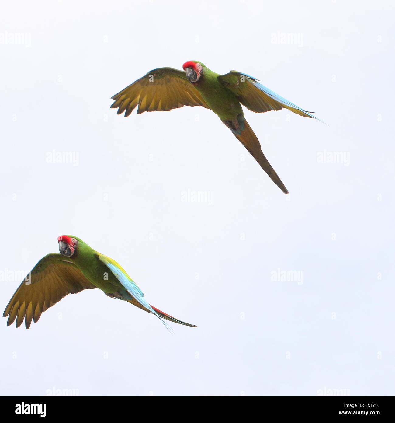 Pair of South American Military macaws (Ara militaris) in flight Stock Photo