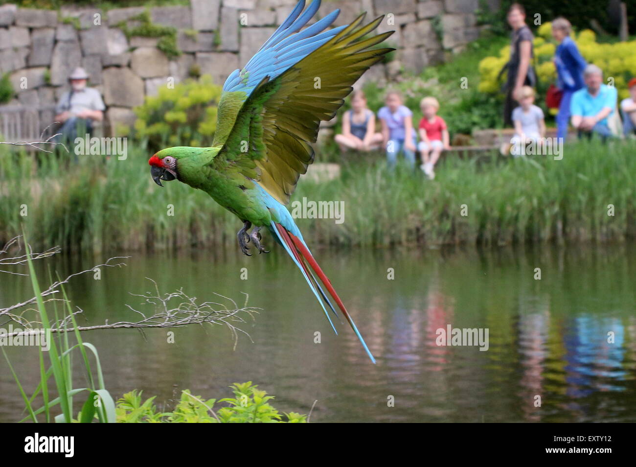 People watching a Military macaw (Ara militaris) in flight during a bird show at Avifauna Bird Zoo, Alphen a/d Rijn, Netherlands Stock Photo